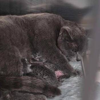Whisper -  Domestic Short Hair Cat for Adoption in Hemet, California - Whisper | PetCurious