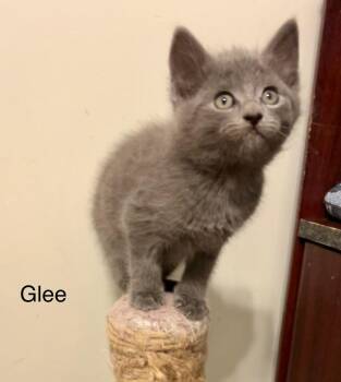 Russian Blue and Domestic Short Hair Cats Available for Adoption in Buford, Georgia - Glee | PetCurious