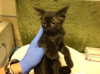 Domestic Short Hair Cats Available for Adoption in Riverside, California - MAGNETO | PetCurious