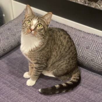 Tabby and Domestic Short Hair Cats Available for Adoption in Morgan Hill, California - Bruneau | PetCurious