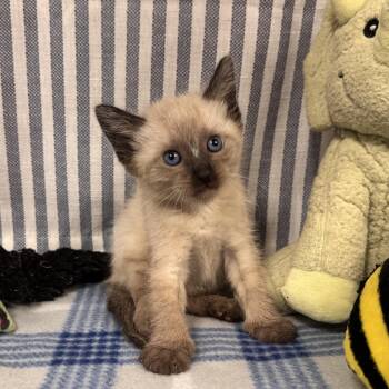 Aspen -  Siamese Cat for Adoption in Lanett, Alabama - Aspen | PetCurious