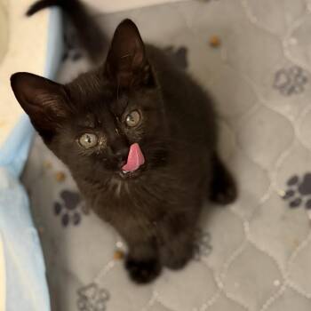 Domestic Short Hair Cats Available for Adoption in Houston, Texas - Cece | PetCurious
