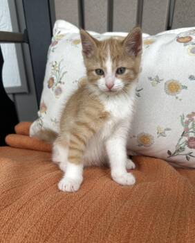 Domestic Medium Hair Cats Available for Adoption in Grand Haven, Michigan - Tag | PetCurious