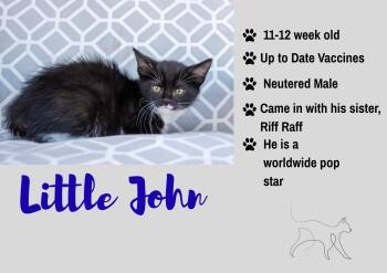 Little John -  Domestic Short Hair Cat for Adoption in Junction City, Kansas - Little John | PetCurious