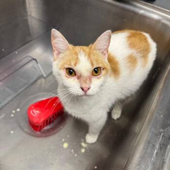 Domestic Short Hair Cats Available for Adoption in Birmingham, Alabama - Mona | PetCurious