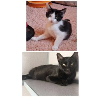 Valentina & Violet -  Domestic Short Hair Cat for Adoption in Hudson, New York - Valentina & Violet | PetCurious