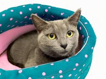 Domestic Short Hair Cats Available for Adoption - STELLA | PetCurious