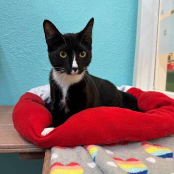 Bat Mobile -  Domestic Short Hair Cat for Adoption in Fresno, California - Bat Mobile | PetCurious
