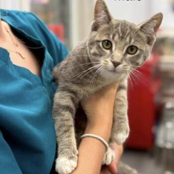 Dexter -  Domestic Short Hair Cat for Adoption in Meadow Lake, Saskatchewan - Dexter | PetCurious