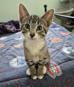 Tabby Cats Available for Adoption - FERNLEE | PetCurious