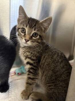 Cattail -  Domestic Short Hair Cat for Adoption in Fairfax, Virginia - Cattail | PetCurious