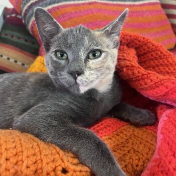 Rescue Domestic Short Hair Cats for Adoption in Los Angeles, California - Marcella | PetCurious