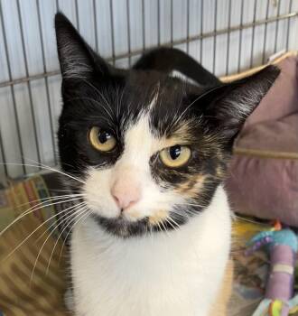 Dolly -  Domestic Short Hair Cat for Adoption in Parma, Ohio - Dolly | PetCurious