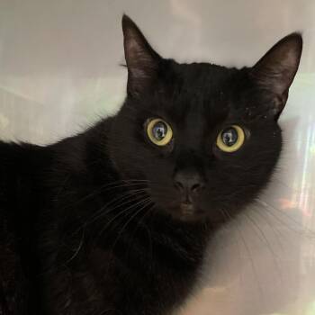 Blackberry -  Domestic Short Hair Cat for Adoption in Long Beach, California - Blackberry | PetCurious