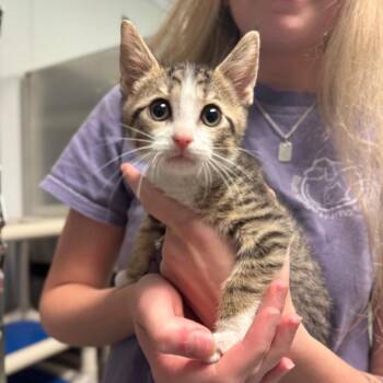 George -  Domestic Short Hair Cat for Adoption in Hendersonville, North Carolina - George | PetCurious