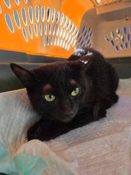 Domestic Short Hair Cats Available for Adoption in Mount Airy, North Carolina - Miss Kitty (2) | PetCurious