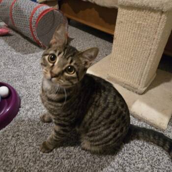 Miranda -  Domestic Short Hair Cat for Adoption in Fairway, Kansas - Miranda | PetCurious