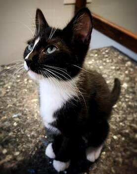 Fleetwood -  Domestic Short Hair Cat for Adoption in Wilmington, North Carolina - Fleetwood | PetCurious