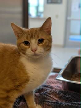 Skittles -  Domestic Short Hair Cat for Adoption in Chambersburg, Pennsylvania - Skittles | PetCurious