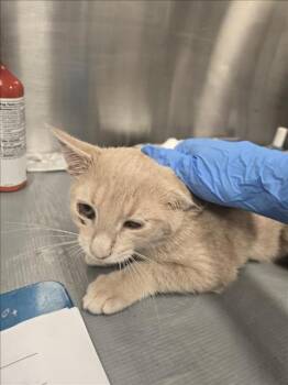 Rescue Domestic Short Hair Cats for Adoption in Hagerstown, Maryland - OCTAVIUS | PetCurious