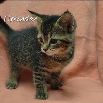 Flounder -  Domestic Short Hair Cat for Adoption in Parkersburg, West Virginia - Flounder | PetCurious