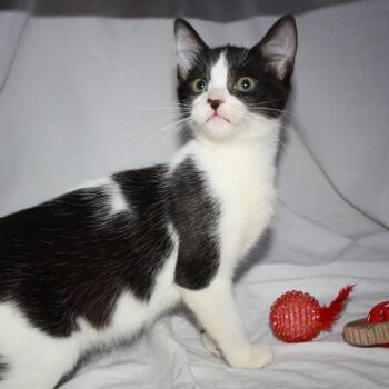 Maslow -  Domestic Short Hair Cat for Adoption in Greenwood, Missouri - Maslow | PetCurious