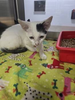 Rescue Domestic Short Hair Cats for Adoption in Fort Worth, Texas - 59801000 | PetCurious