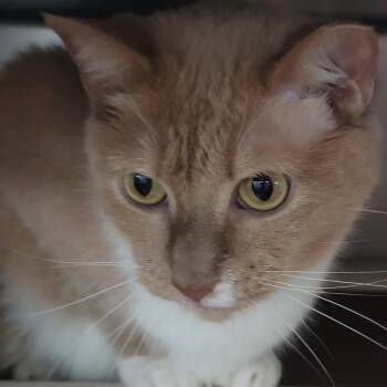 Sandy - 7 yo senior -  Domestic Short Hair Cat for Adoption in Myrtle Beach, South Carolina - Sandy - 7 Yo Senior | PetCurious