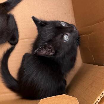 Domestic Medium Hair and Domestic Short Hair Cats Available for Adoption in Marshall, Texas - Salem | PetCurious