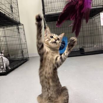 Gwen -  Domestic Short Hair Cat for Adoption in Houston, Texas - Gwen | PetCurious