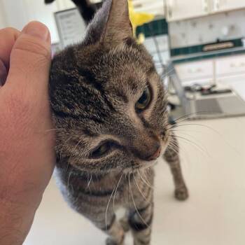 Rescue Domestic Short Hair Cats for Adoption in Tallahassee, Florida - Sneaky | PetCurious