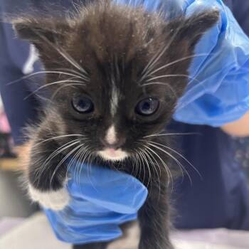 Skittles -  Domestic Short Hair Cat for Adoption in Summerville, South Carolina - Skittles | PetCurious