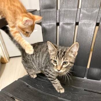 Rescue Domestic Short Hair and Tabby Cats for Adoption in Long Beach, Washington - Rudy | PetCurious