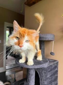 Fabio -  Domestic Medium Hair and Domestic Short Hair Cat for Adoption in Berwick, Pennsylvania - Fabio | PetCurious