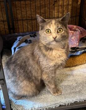 Domestic Short Hair Cats Available for Adoption - Snuggles | PetCurious