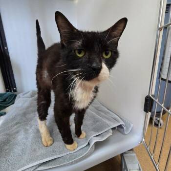 Domestic Short Hair Cats Available for Adoption - Venus | PetCurious