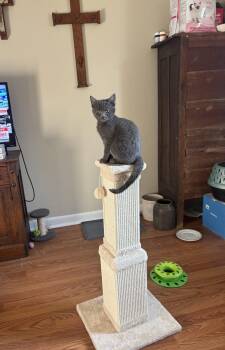 Pablo -  Russian Blue and Domestic Short Hair Cat for Adoption in Nashville, Tennessee - Pablo | PetCurious