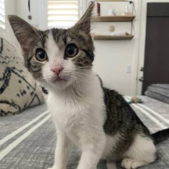 Stewart -  Domestic Short Hair Cat for Adoption in Los Angeles, California - Stewart | PetCurious