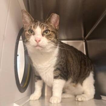Sweet Pea -  Domestic Short Hair Cat for Adoption in Fayetteville, Arkansas - Sweet Pea | PetCurious