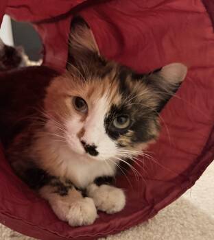 Mama Twix -  Calico Cat for Adoption in Blaine, Minnesota - Mama Twix | PetCurious
