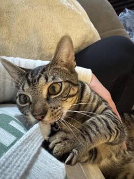 Tabby Cats Available for Adoption - Hot Dog | PetCurious