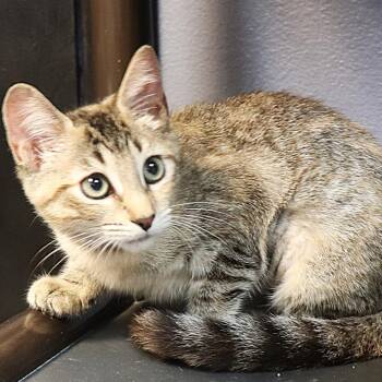 Blackfire -  Domestic Short Hair Cat for Adoption in Lakeland, Florida - Blackfire | PetCurious