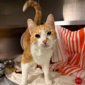 Cheeto -  Domestic Short Hair Cat for Adoption in Pittsburgh, Pennsylvania - Cheeto | PetCurious