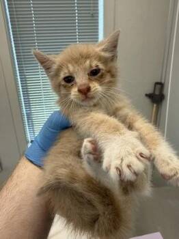 Bart -  Domestic Short Hair Cat for Adoption in Lafayette, Indiana - Bart | PetCurious