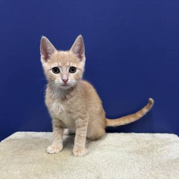 Rex -  Tabby and Domestic Short Hair Cat for Adoption in High Ridge, Missouri - Rex | PetCurious
