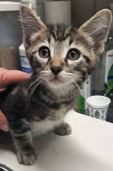 Domestic Short Hair Cats Available for Adoption in Georgetown, Ohio - Sheriff Of Nottingham | PetCurious