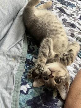 Josiah -  Tabby Cat for Adoption in Rural Hall, North Carolina - Josiah | PetCurious