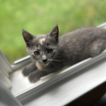 Ghibli -  Domestic Short Hair Cat Available for Adoption in Charlottesville, Virginia - Ghibli | PetCurious
