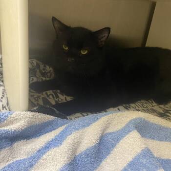 Domestic Short Hair Cats Available for Adoption in Burlington, Ontario - Dominic | PetCurious