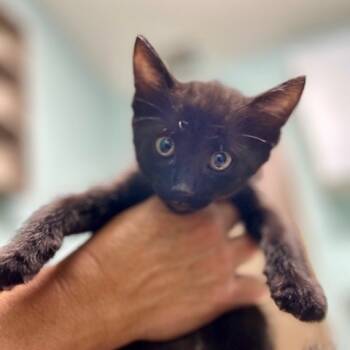 Rescue Domestic Short Hair Cats for Adoption in Poplar Bluff, Missouri - Midnight | PetCurious